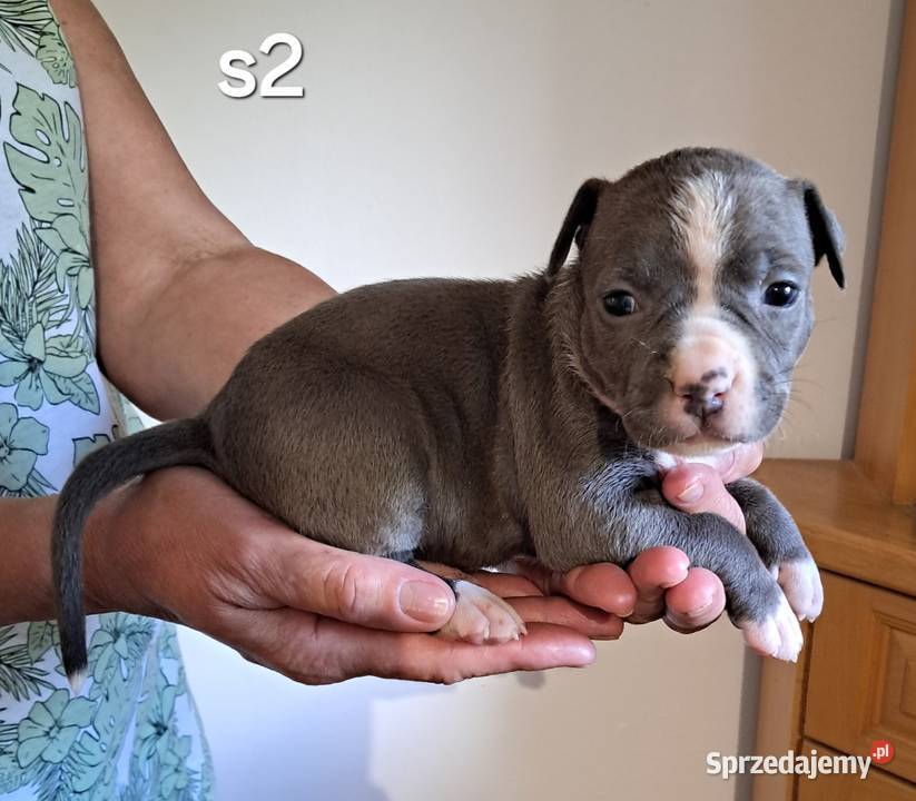 Amstaff ZKWP FCI BLUE śliczna suczka Koziegłowy