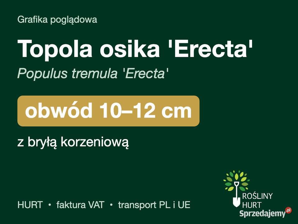 Topola osika Erecta Populus tremula obwód 1012 z
