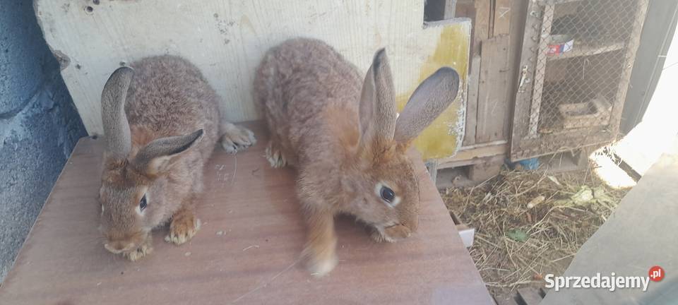 Kroliki mieszance mięsne Topola sprzedam