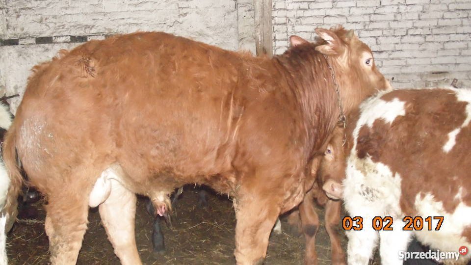 BYK LIMOUSINE 100 na zarodowego Pyrzyce