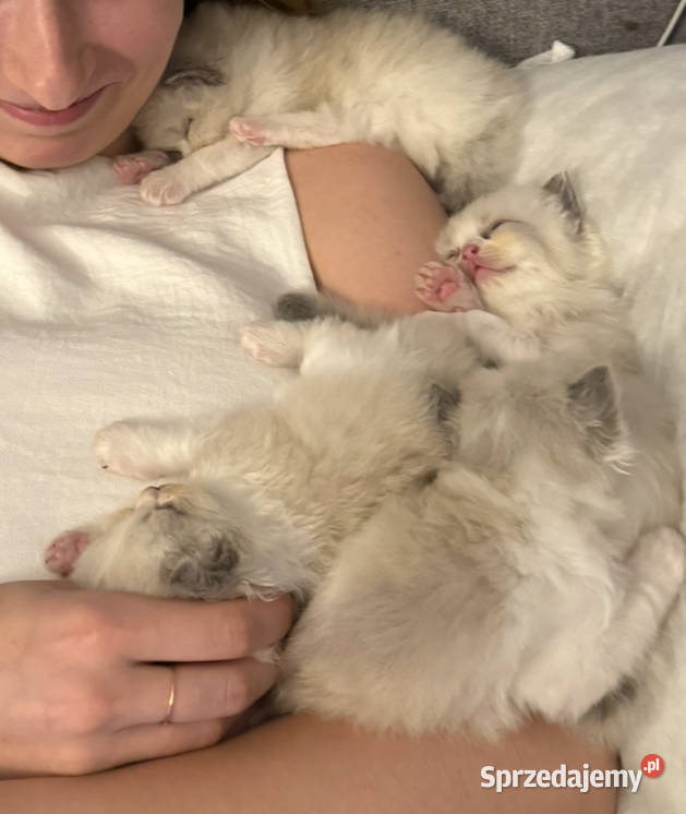 Ragdoll przepiękne nowy miot dolnośląskie