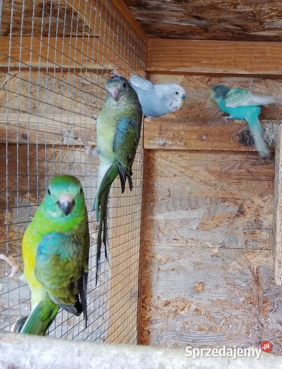 Swiergotki para Limanowa