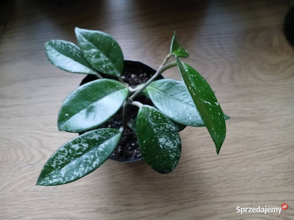 Hoya Carnosa Splash Częstochowa