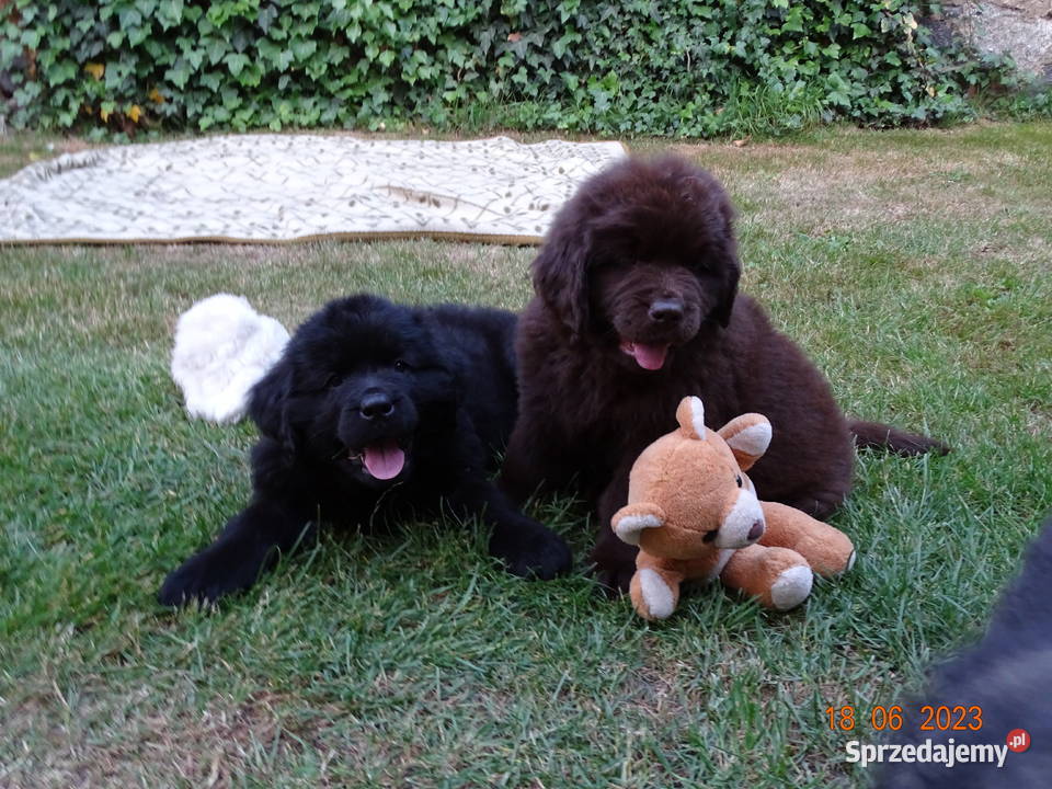 Nowofundland szczeniaki Góra sprzedam