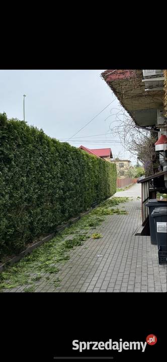 Usługi ogrodnicze formowanie żywopłotów Mielec