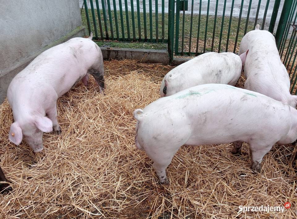 Knurki PBZ genetyka z Finlandii i Francji Strzałkowo sprzedam