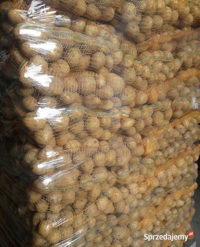 Ziemniaki QUEEN ANNE GALA Kartofle Marchew Ozimek