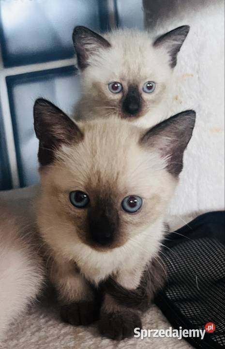 Kotek Syjamski Syjamski Koty Toruń