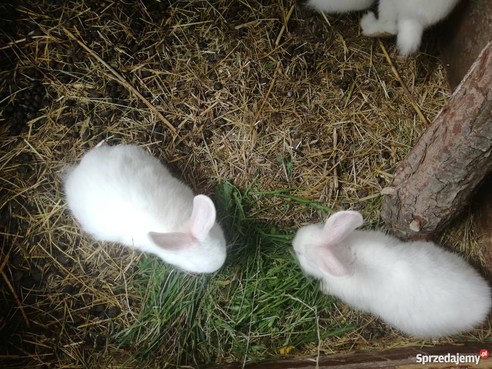Sprzedam Młode Króliki