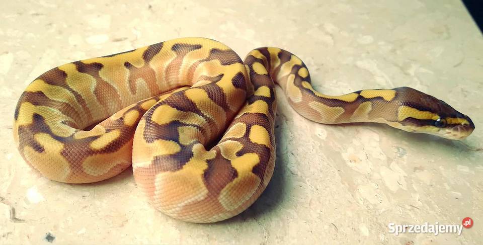 Wąż pyton królewski Python regius Enchi Lesser Gady i płazy Warszawa