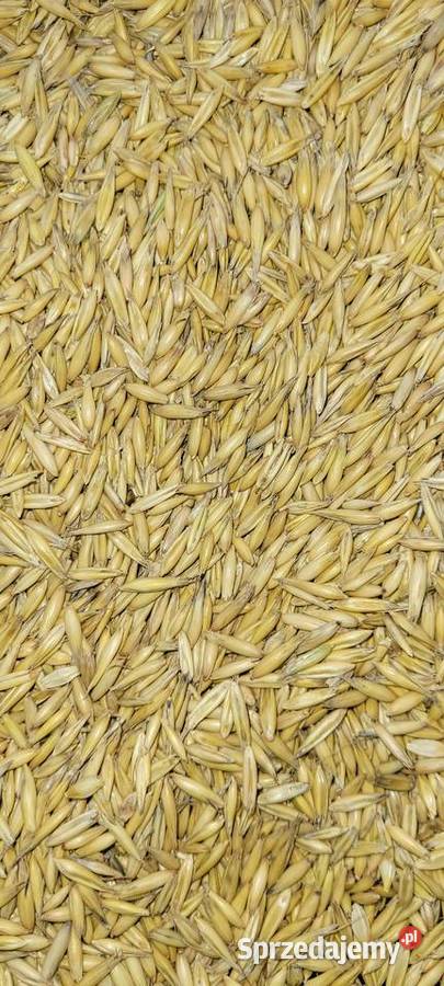 Owies jary 2025 Rozprza