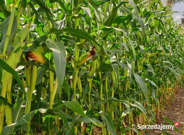Materiał siewny kwalifikowany kukurydza IGP Swarzędz
