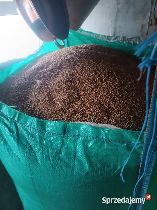 Pszenica ozima Kielce