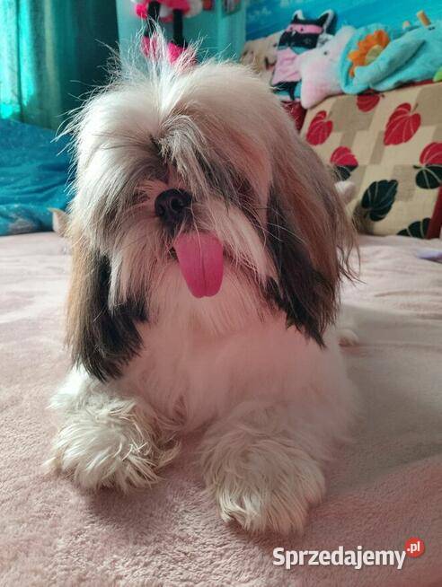 Sprzedam psa Shih tzu