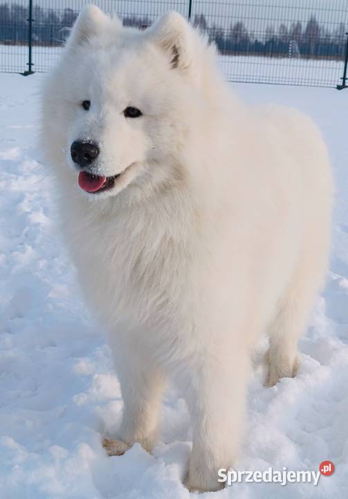 Samoyed piesek 11 miesięcy Olszówka