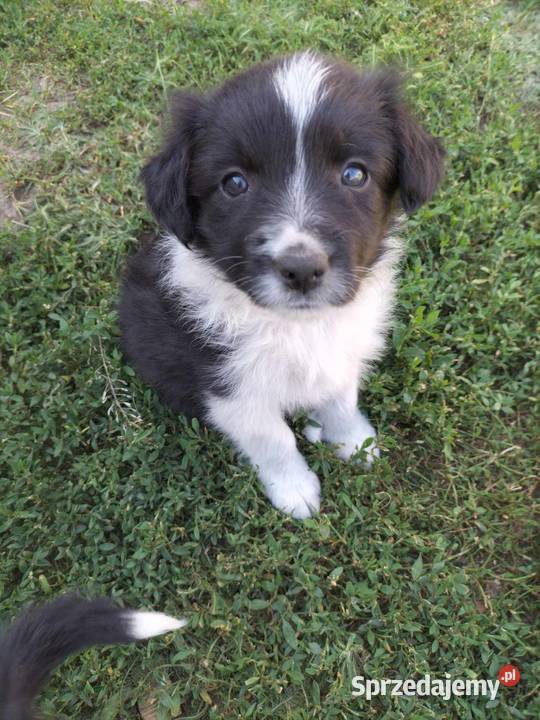 Szczeniaki Border Collie Dobrowoda