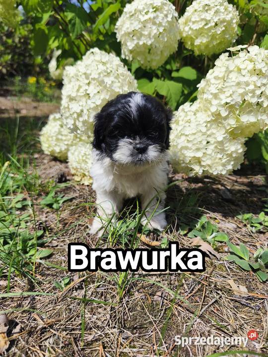 Szczenięta shih tzu mazowieckie Radzymin sprzedam
