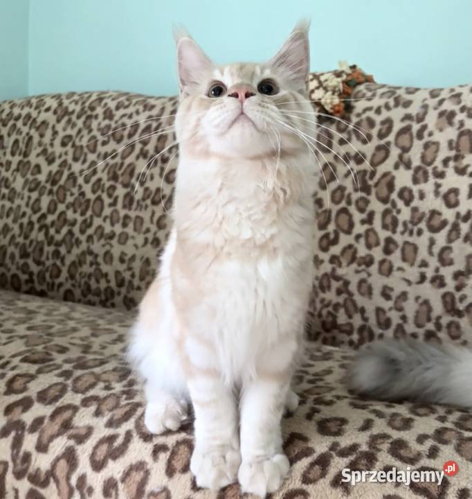 Maine Coon Cudny dymny kocur importach Linia Wińsko