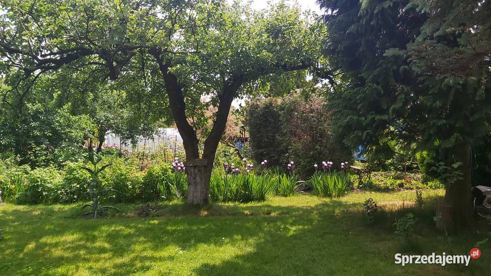 Działka rekreacyjna ROD Kraków Dąbie Sprzedaż