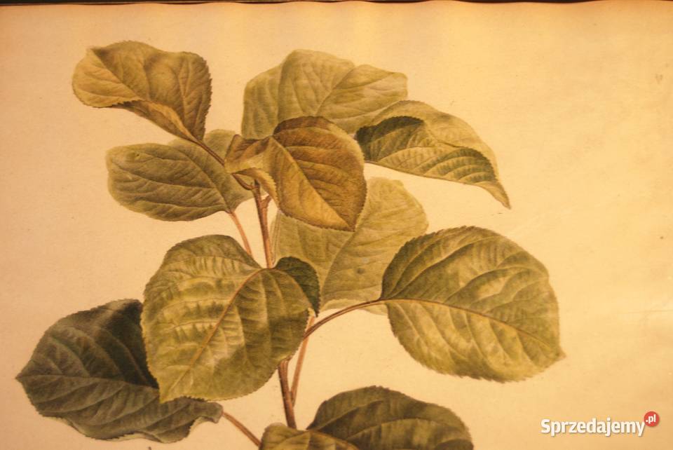 BESSA Pancrace akwatintowa rycina z owocami