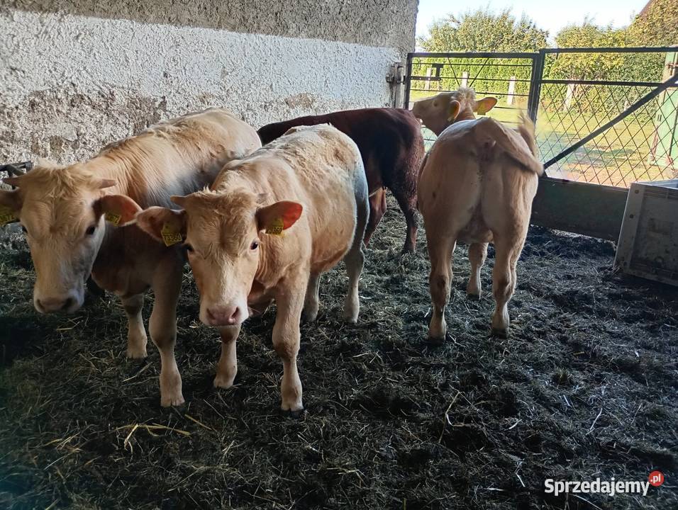 Odsadki mięsne charolaise Limousine Ząbkowice Śląskie
