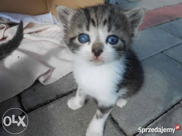 Do oddania 3 małe śliczne koty Gorlice