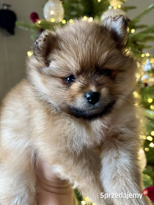 Szpic miniaturowy Pomeranian