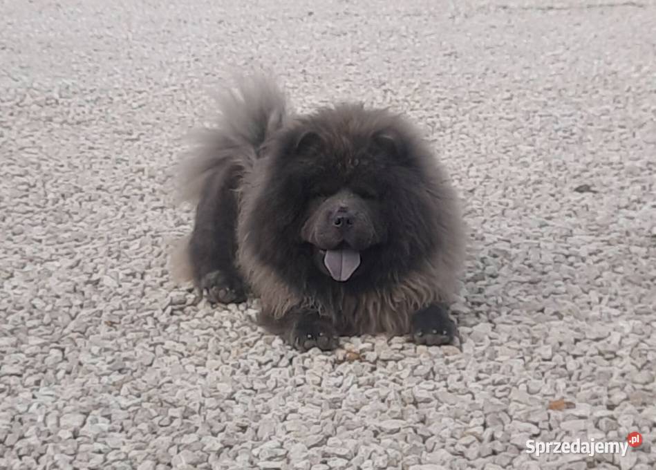 CHOW CHOW Reproduktor krycie Stryków