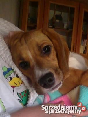 Piesek bigiel Psy Kępno