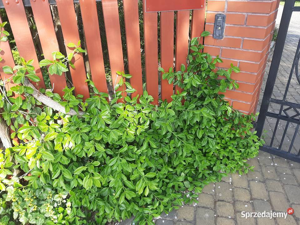 Trzmielina Coloratus duża sadzonka Lublin sprzedam