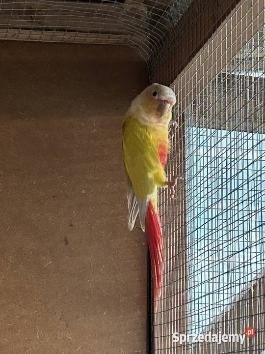 Samica rudosterki 4letnia Ptaki wielkopolskie