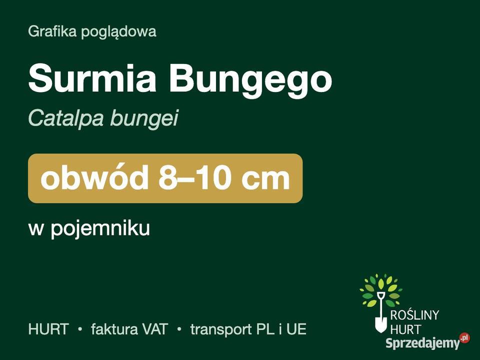 Surmia Bungego Catalpa bungei obwód 810 w