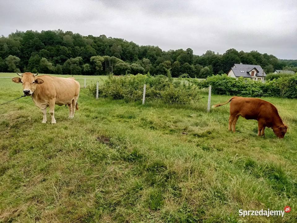 Krowa Piemontese 3 letnia cielna Łużna
