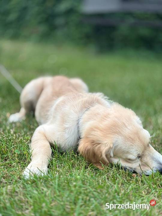 Szczeniak rasy Golden Retriever Września