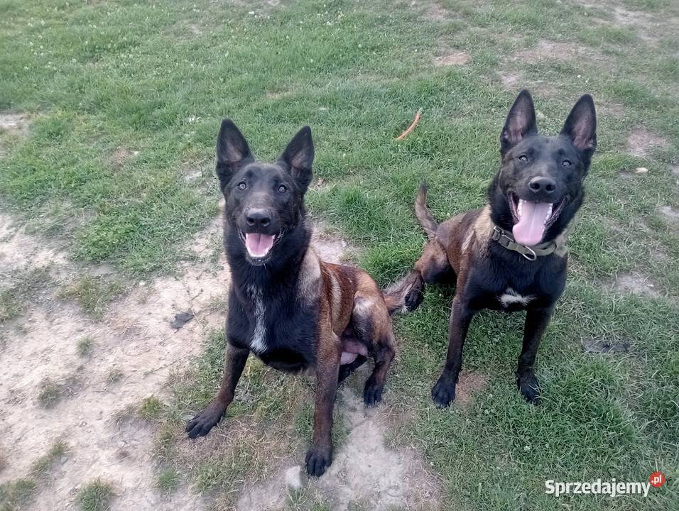 Owczarek belgijski malinois sprzedam