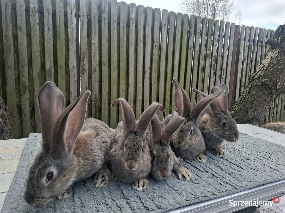 Olbrzymy belgijskie Nowe Kozłowice