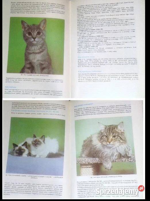 Mój kot Aleksandra KonarskaSzubska Chełm