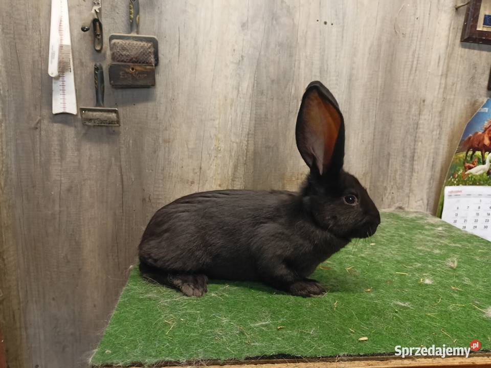 Olbrzym srokacz czarny