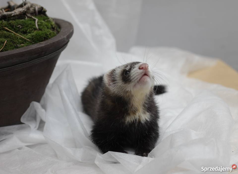 Tchórzofretka 3 miesięczna Piękna samiczka Pozostałe dolnośląskie Wrocław
