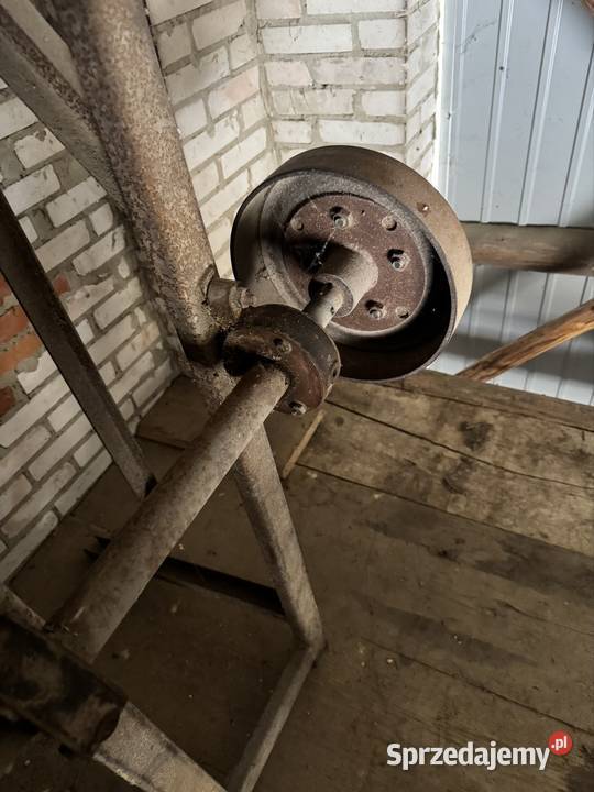 Cerkularka krajzega Frampol