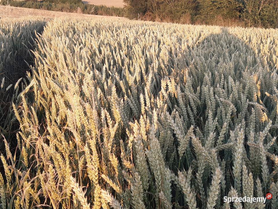 Pszenica Ozima Staniowice