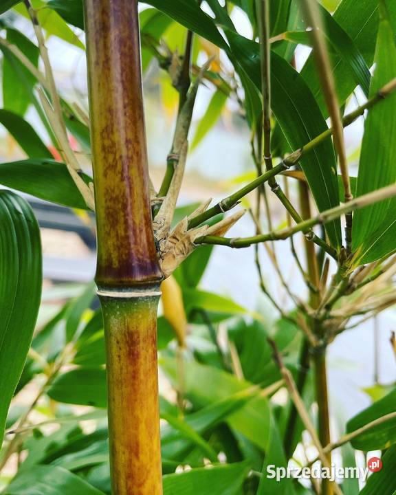 Bambus Semiarundinaria Fastuosa 5l Ogród małopolskie sprzedam