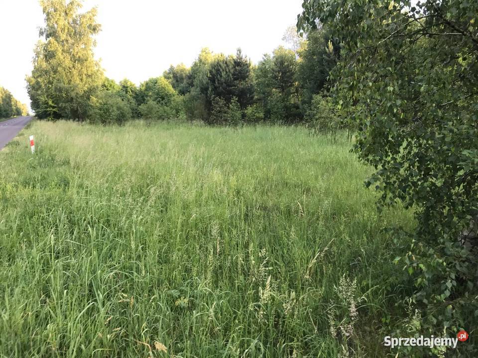 Sprzedam działki budowlane 3000 m2 asfalt Bernów