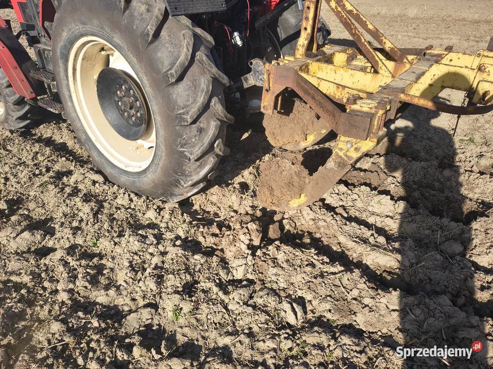 Głębosz trójka Dryja