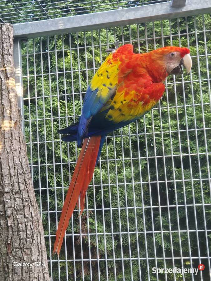 Ara Macao Rakoniewice