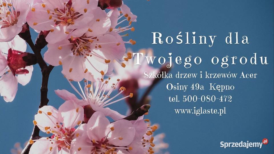 Bonsai wygibasy jałowiec formowany Osiny 49a sprzedam