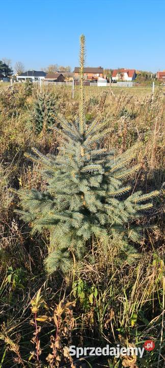 Świerk srebrny do wykopania Jełowa sprzedam