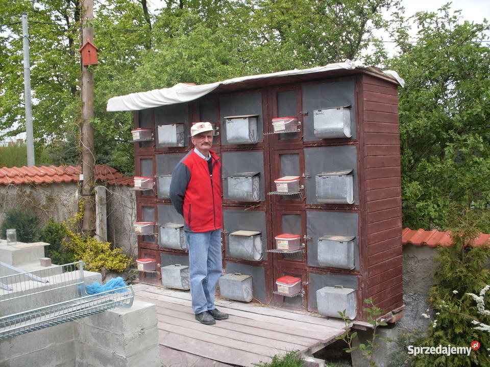 sprzedaz królików hodowlanych Stary Jaworów