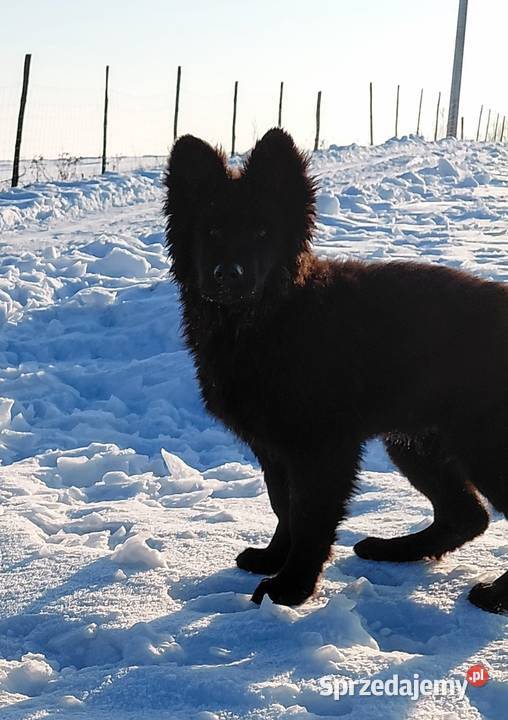 Czarny Piesek Owczarek Niemiecki Długowłosy Grzęby