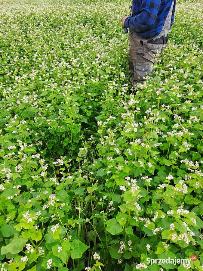 Mieszanka poplonowa gryka soczewica Produkcja roślinna Grabowiec